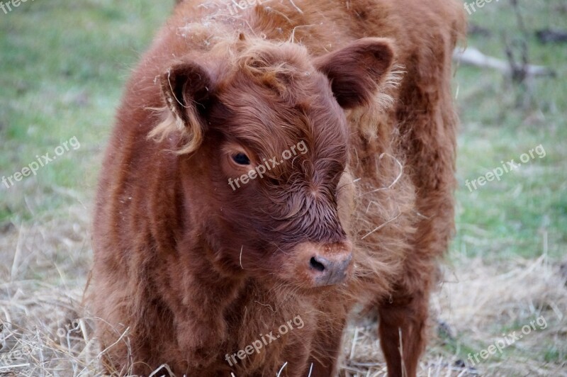 Cow Calf Cub Economic Meat