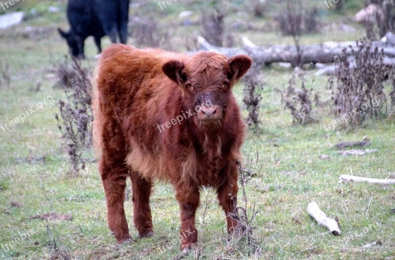 Cow Calf Cub Brown Economic