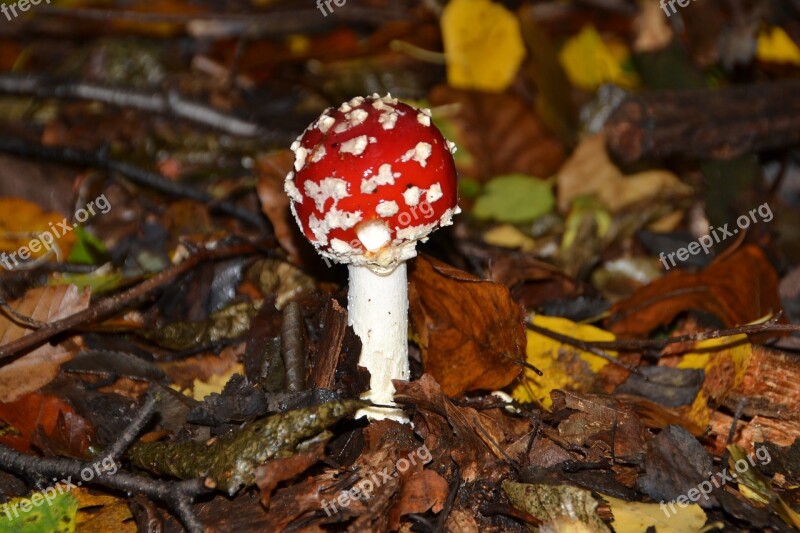 Fly Agaric Mushroom Autumn Red Free Photos