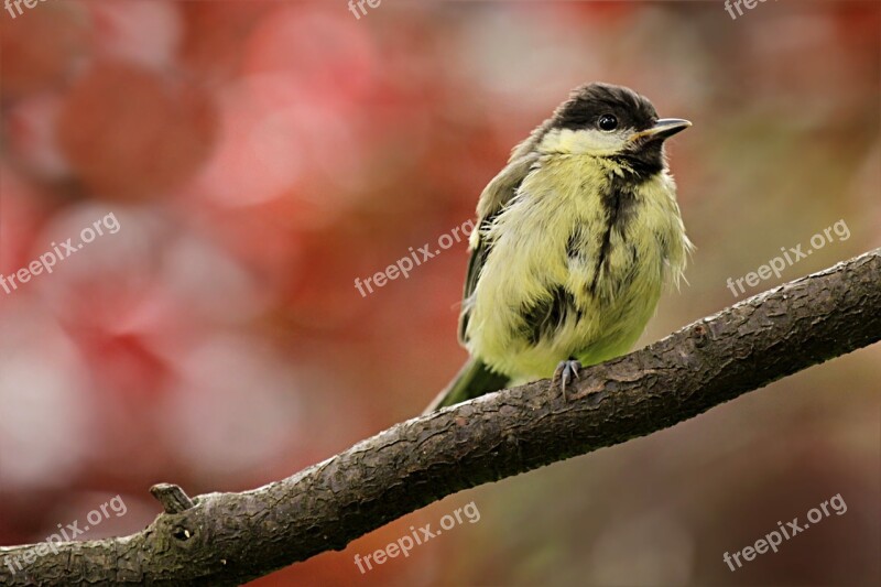 Tit Animal Bird Parus Major Young