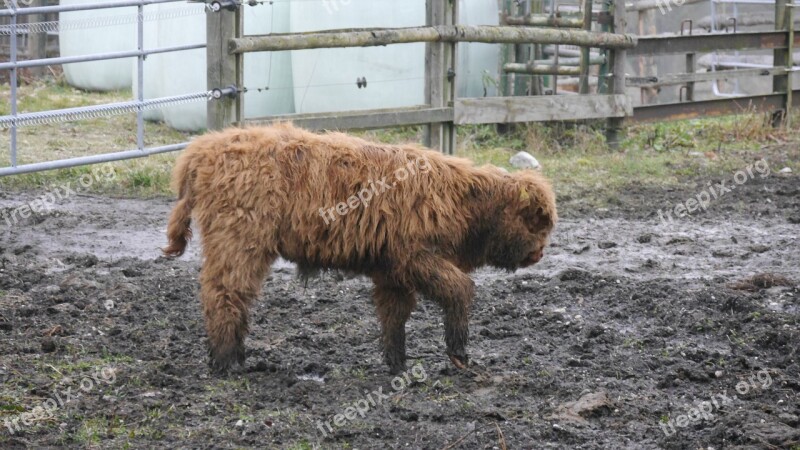 Galloways Animals Cattle Agriculture Galloway Beef