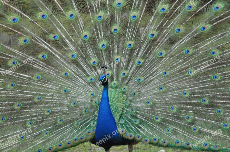 Peacock Plumage Peacock Feathers Color Bird