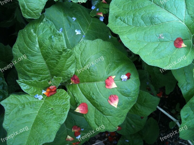 Leaves Petals Red Petals Green Flora