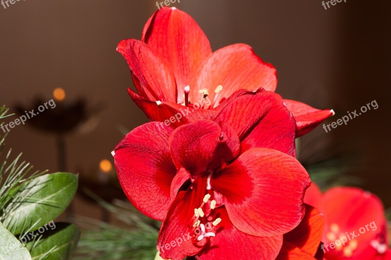 Amaryllis Red Blossom Bloom Flower