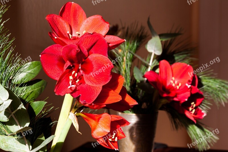 Amaryllis Red Blossom Bloom Flower