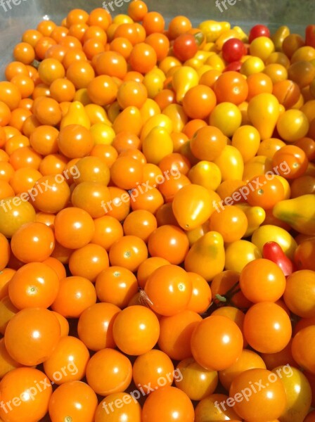 Tomatoes Food Farm Life Orange Vegetables