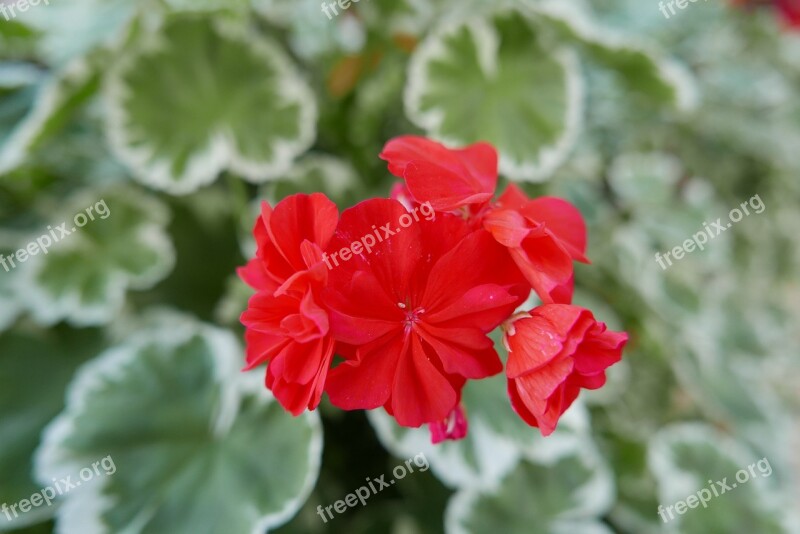 Red Flower Plant Flower Free Photos