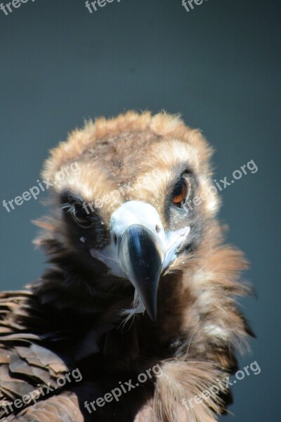 Buzzard Bird Raptor Bird Of Prey Looking