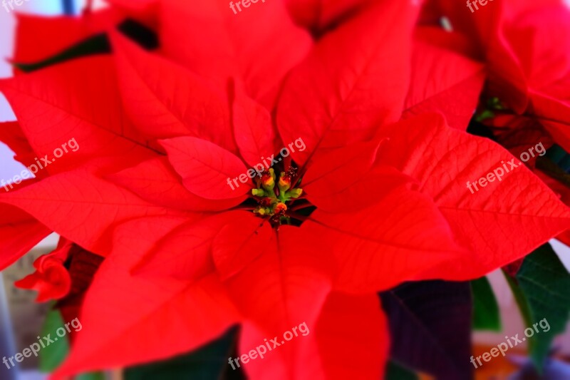 Poinsettia Plant Blossom Bloom Free Photos