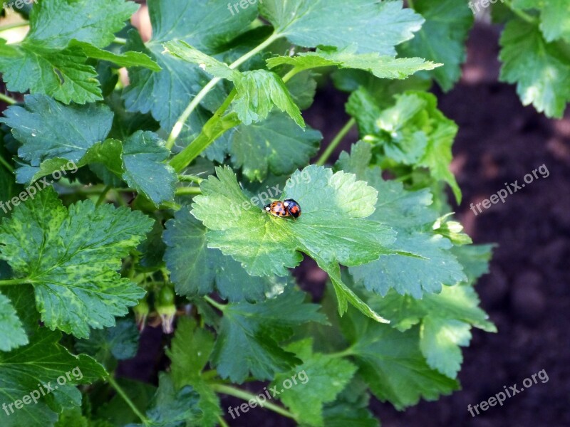 Ladybug Pairing Beetle Nature Spring