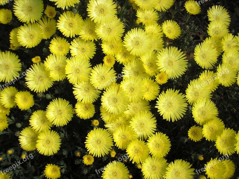 Yellow Pigface Flower Pigface Carpobrotus Ice Plant Succulent