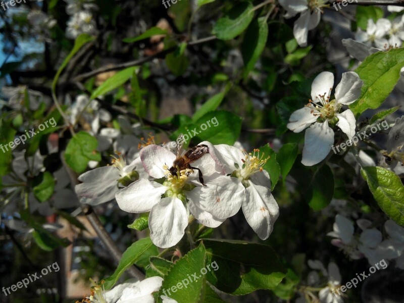 Apple Tree Bee Flowers Bloom Flower