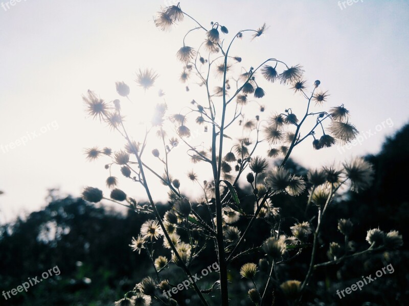 Plant Summer Sky Rays Bush