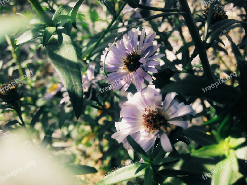 Flower Summer Purple Flower Bed Nature