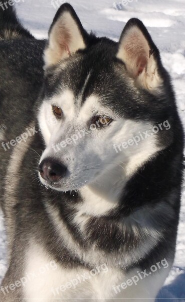 Husky Dog Outdoors Winter Pets