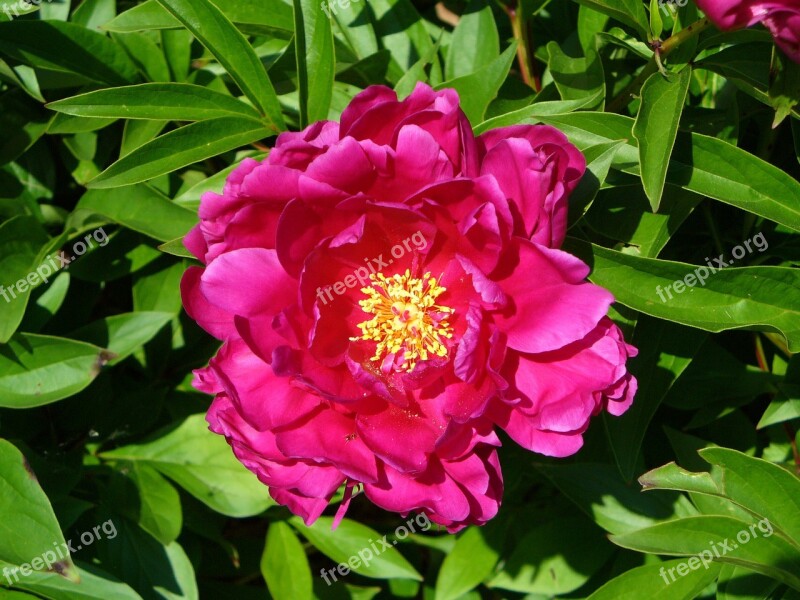 Zinnia Elegans Purple Flower Flower Bush Zinnia