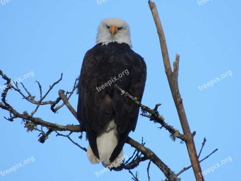 Bald Eagle Bird Raptor Bird Of Prey Eagle