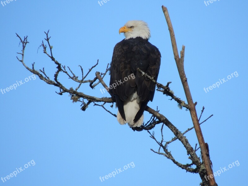 Eagle Nature Majestic Free Photos