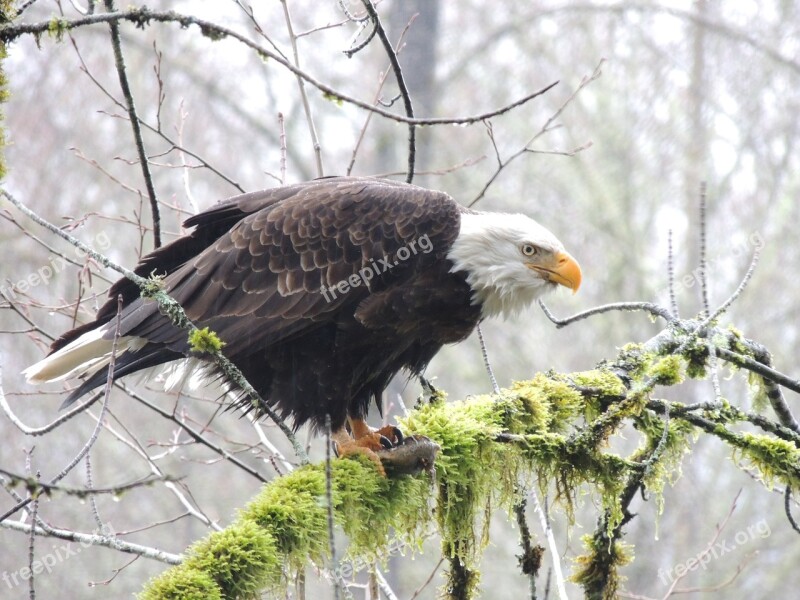 Eagle Eye Bald Eagle Free Photos