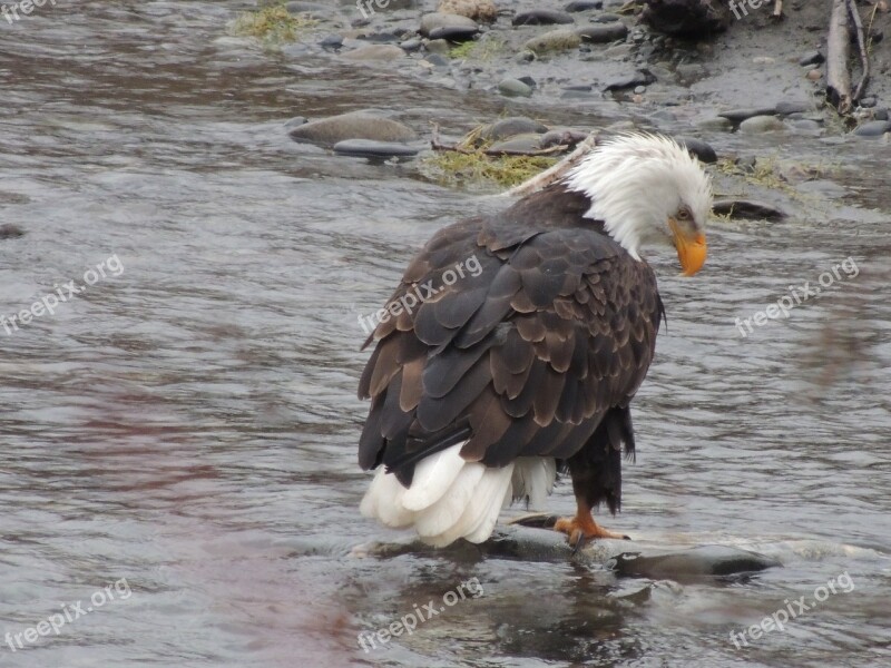 Eagle Salmon Raptor Free Photos