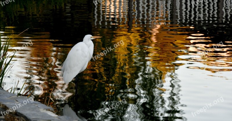 Egret Standing Water Bird White