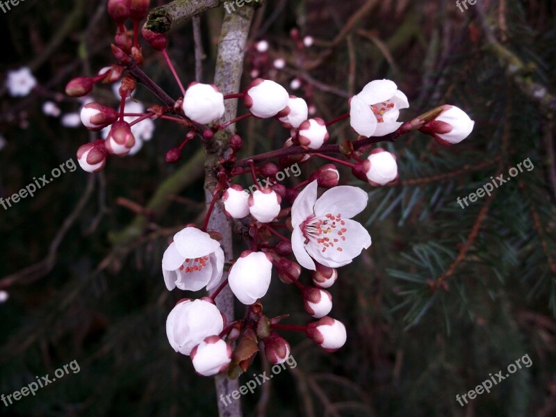 Japanese Cherry Blossom Pink Spring Free Photos