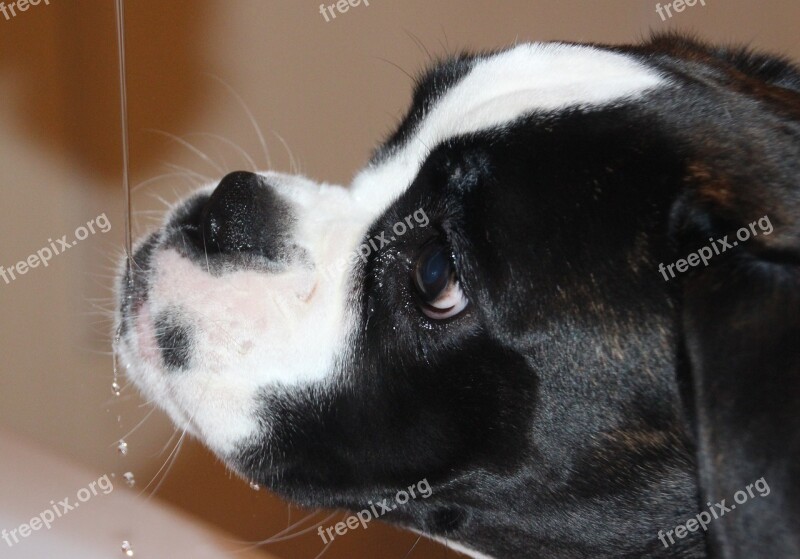 Dog Black And White Boxer Water Thirst