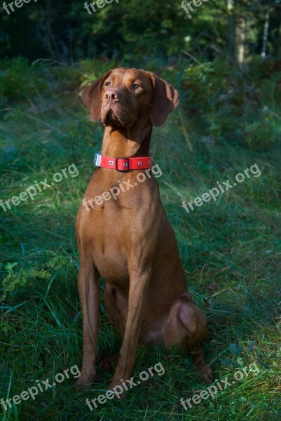 Vizsla Proud Dog Forest Animals