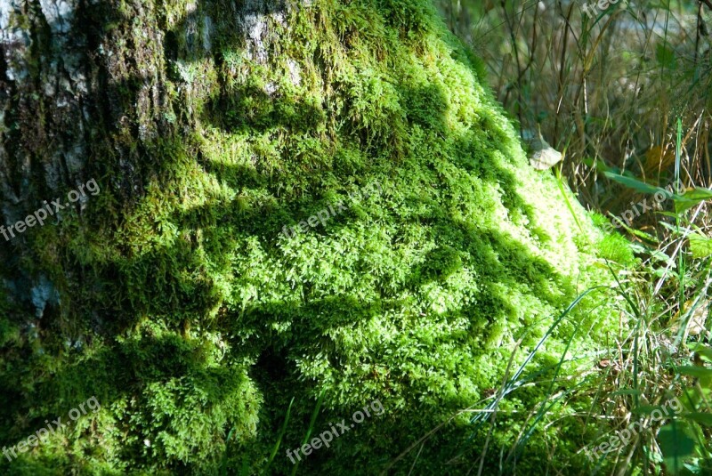 Moss Forest Nature Green Sweden