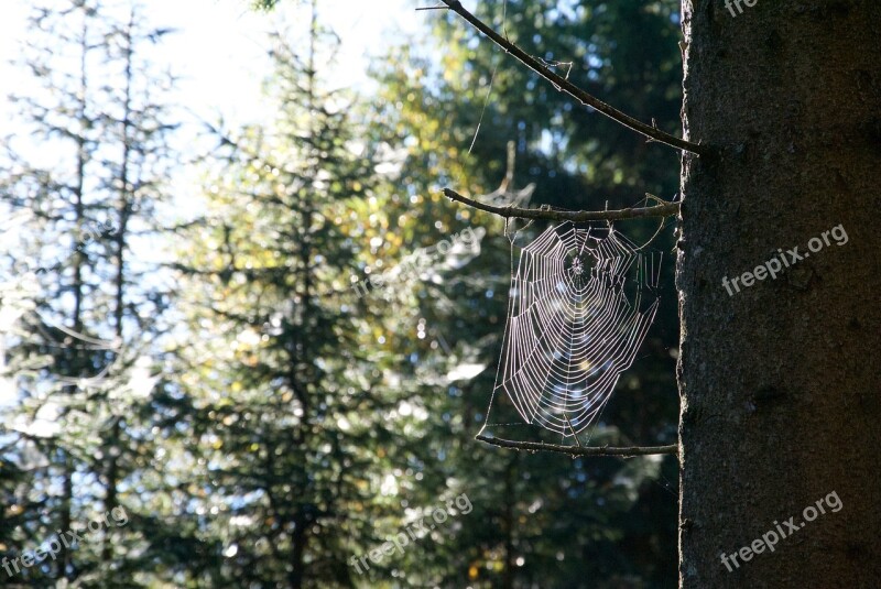 Forest Spider Web Sweden Plant Online