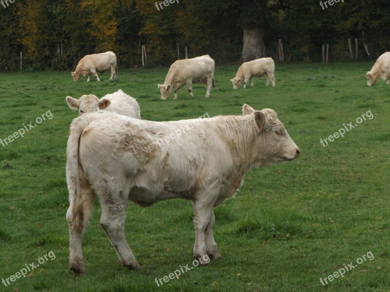 Cow Herd Cattle Pre Field