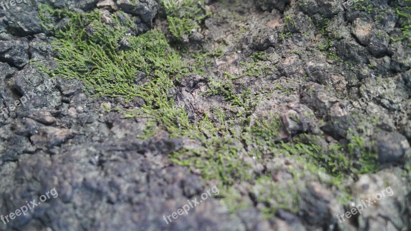 Wood Bark Mountain Tree Cracks