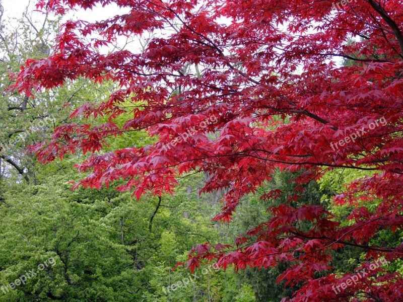 Maple Japanese Acer Tree Japanese Maple