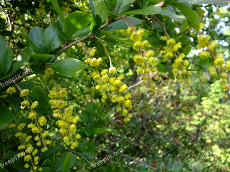 Berberis Blossom Bloom Bush Berberitzengewächs