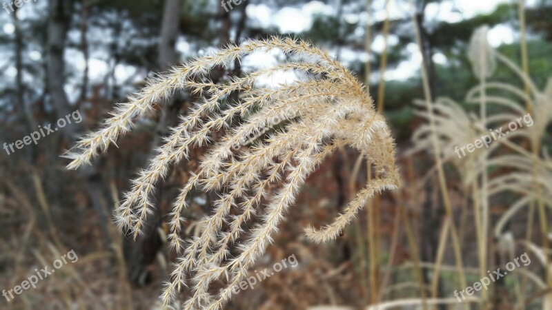 Silver Grass Nature Wood Free Photos