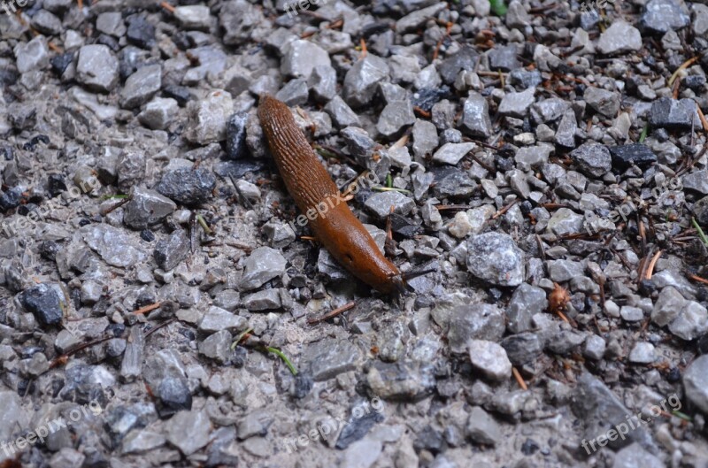 Slug Snail Forest Forest Floor Crawl