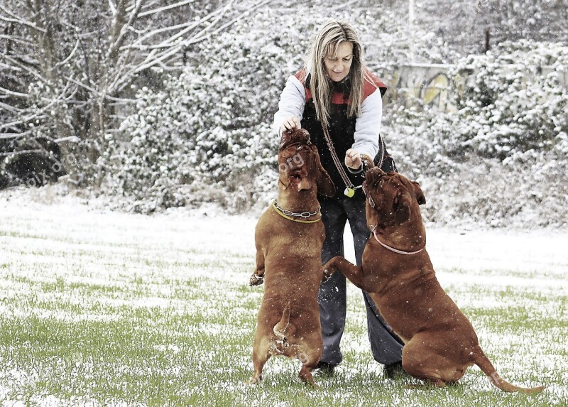 Snow Dog Bordeaux Dogue White