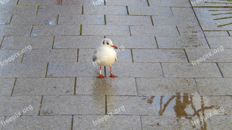 Seagull Seevogel Water Bird Away Free Photos