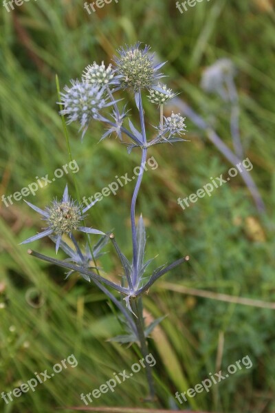 Thistle Field Meadow Nature Plant