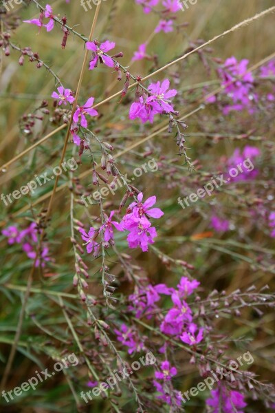 Plant Garden Gardening Flower Nature