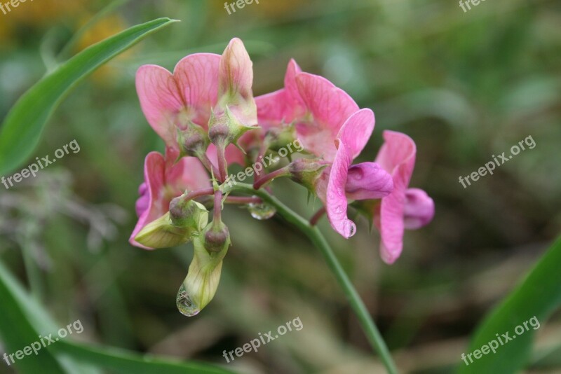 Plant Garden Gardening Flower Nature