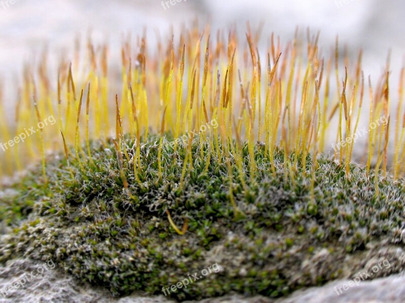 Plant Moss Nature Mohapárna Flora