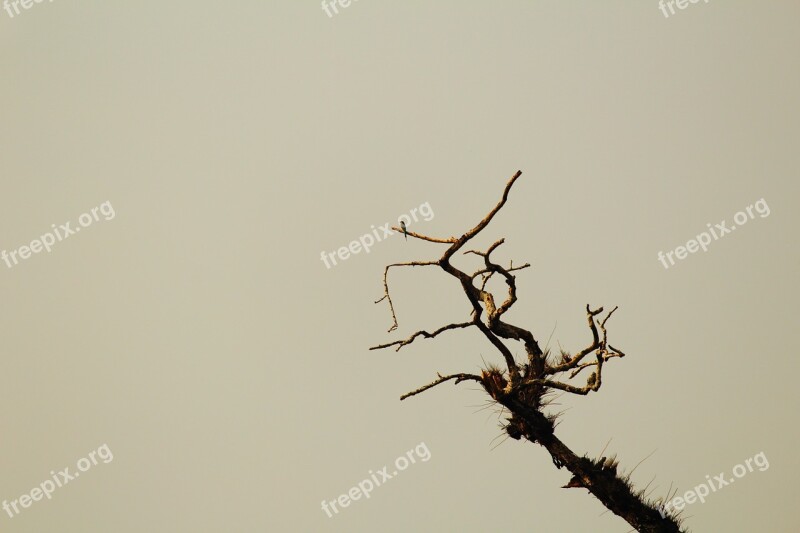 Branch Dead Tree Nature Solitude Dried