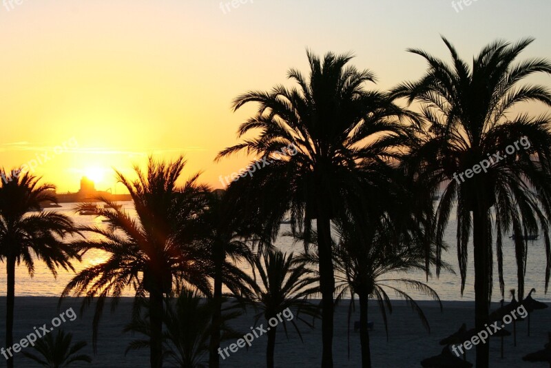 Sunset Palm Trees Beach Vacation Evening