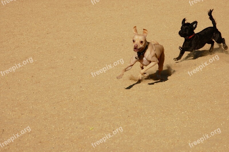 Dogs Play Chase Sandy Pursuit