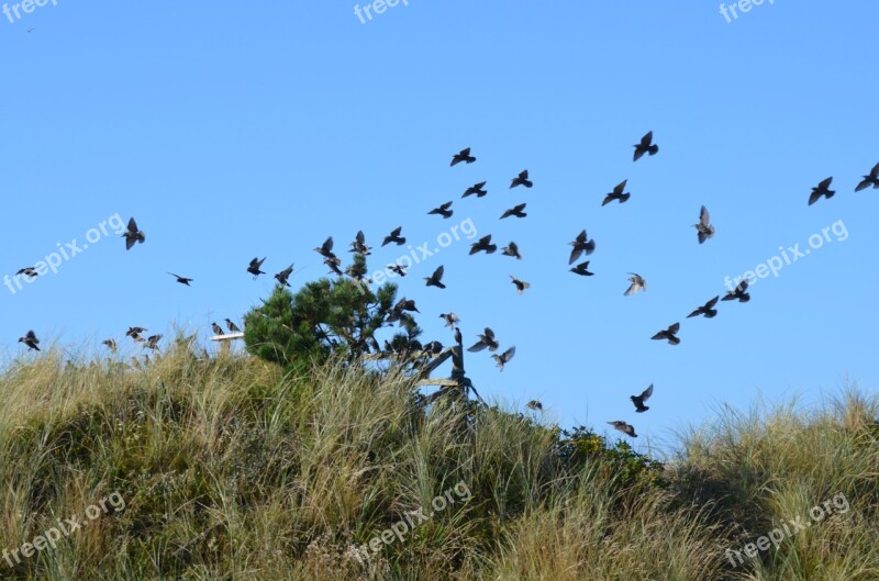 Birds Flock Nature Green Grass