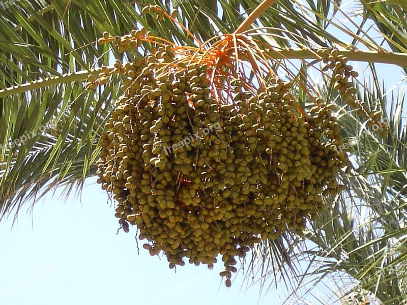 Dates Fruits Date Palm Fruit Crop