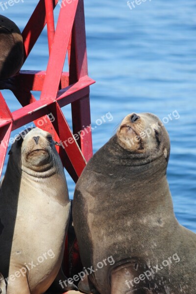 Seals Ocean Mammal Marine Coast