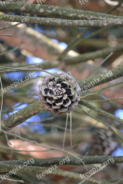 Cone Dry Twigs Pinheiro Free Photos