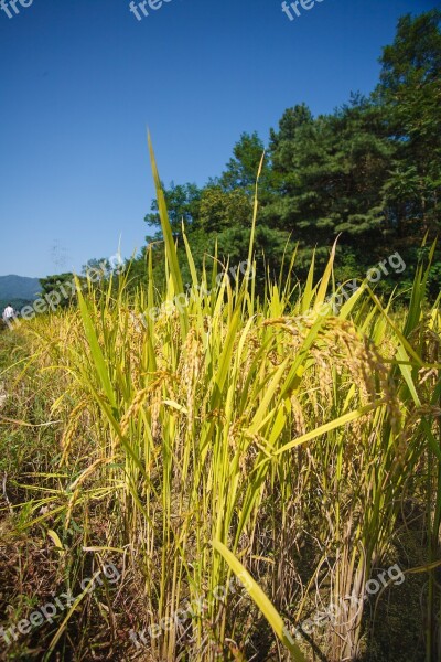 Rice Paddies Autumn Harvest Farming Free Photos